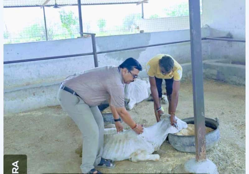 मांगरोल में लम्पी रोग टीकाकरण अभियान शुरू, पशुपालकों से सहयोग की अपील