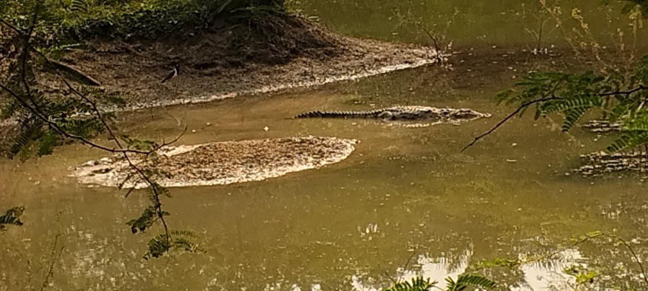 अटरू टीगरी महादेव तलाई में 12 फीट का मगरमच्छ, ग्रामीणों में दहशत