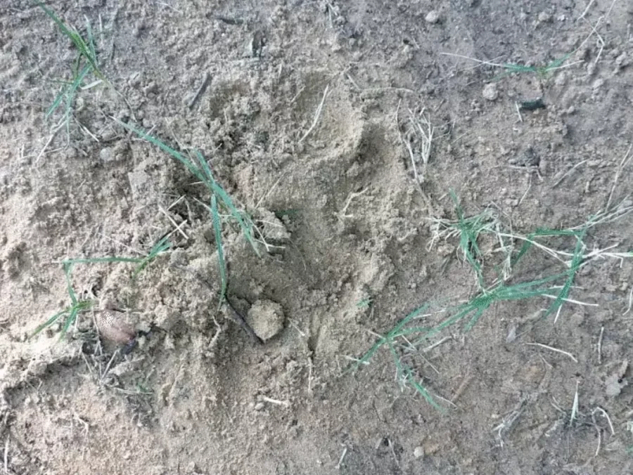 जयपुर रिहायशी इलाके में लेपर्ड का आतंक: बछड़े का शिकार, लोगों में दहशत बढ़ी