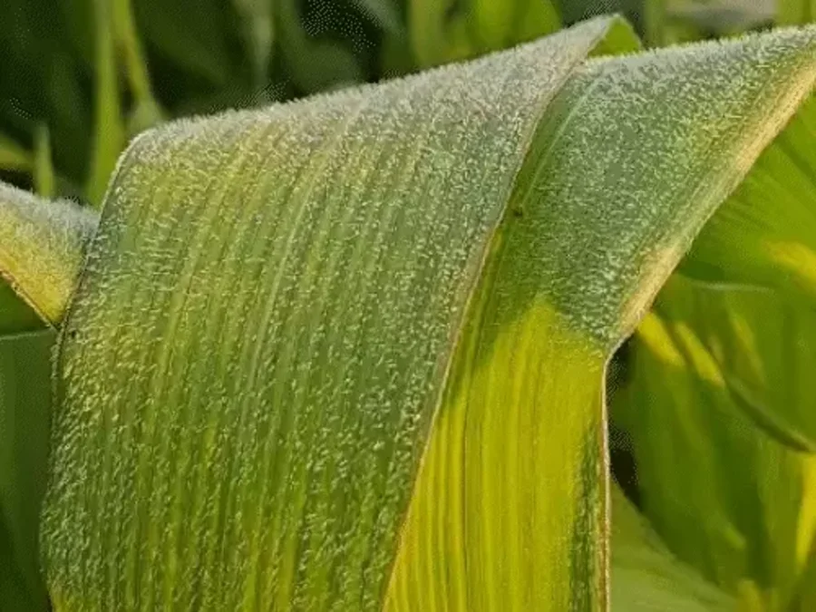 राजस्थान में बारिश व ठंड का अलर्ट, कई जिलों में तापमान गिरा