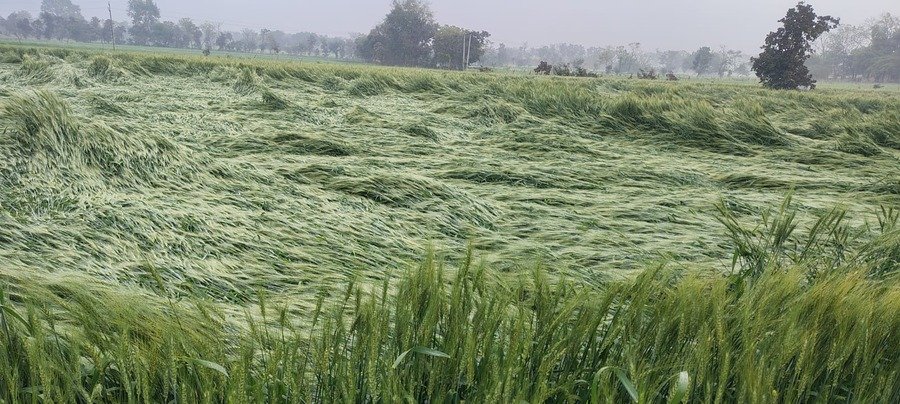 बेमौसम बारिश 2026: रबी फसल में भारी नुकसान, किसानों की मेहनत पर पानी फेर गया