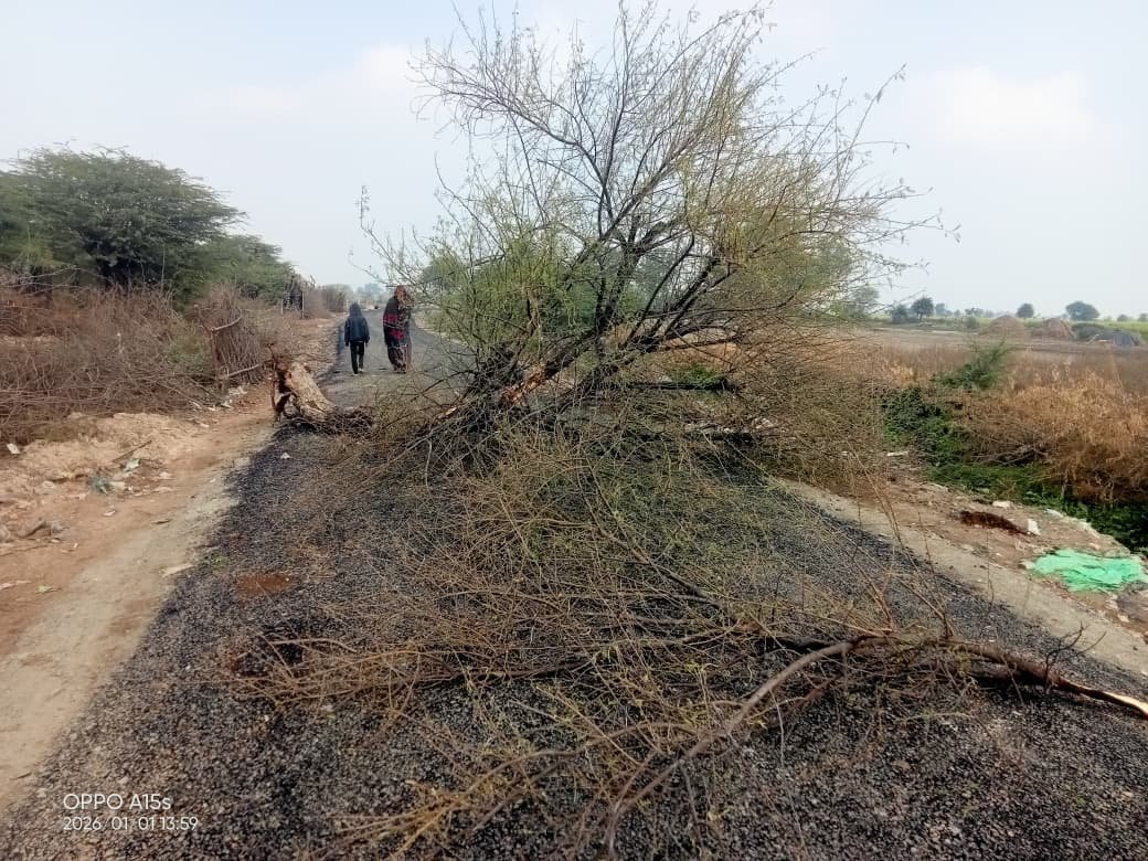 पंवालिया सड़क निर्माण लापरवाही: हरे पेड़ उखाड़कर बनाई सड़क, दिशा-निर्देशों की उड़ रही धज्जियाँ